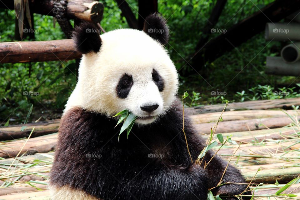 Cute panda eating bamboo 