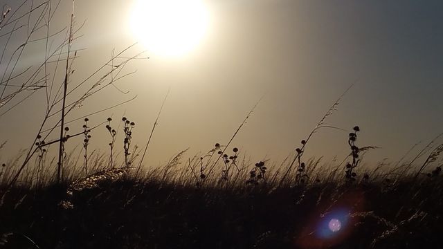 Prarie