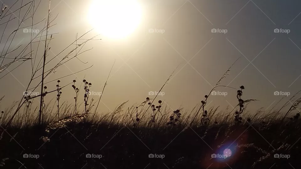 Prarie
