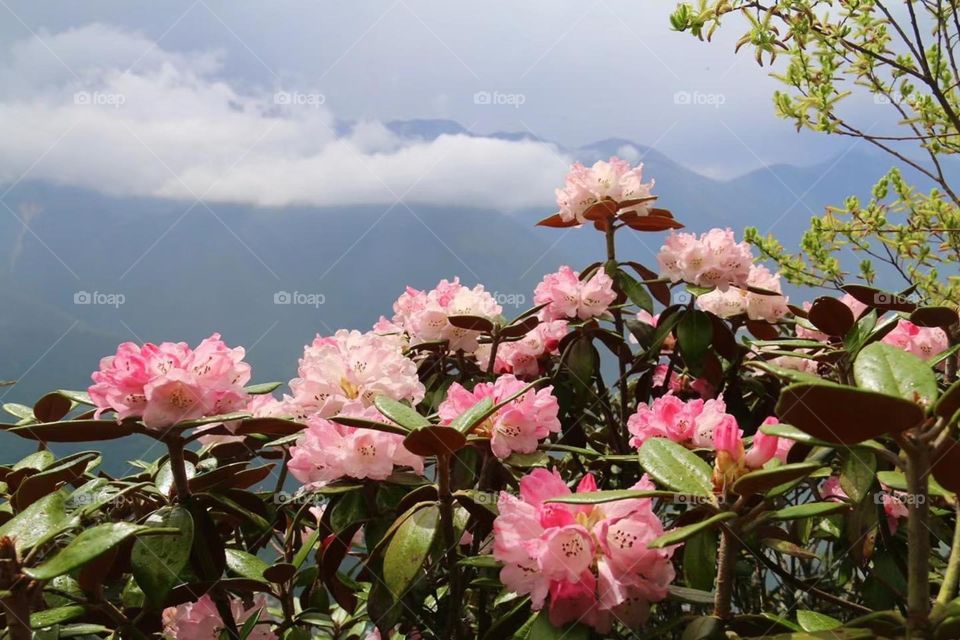 Tibet mountain flower 