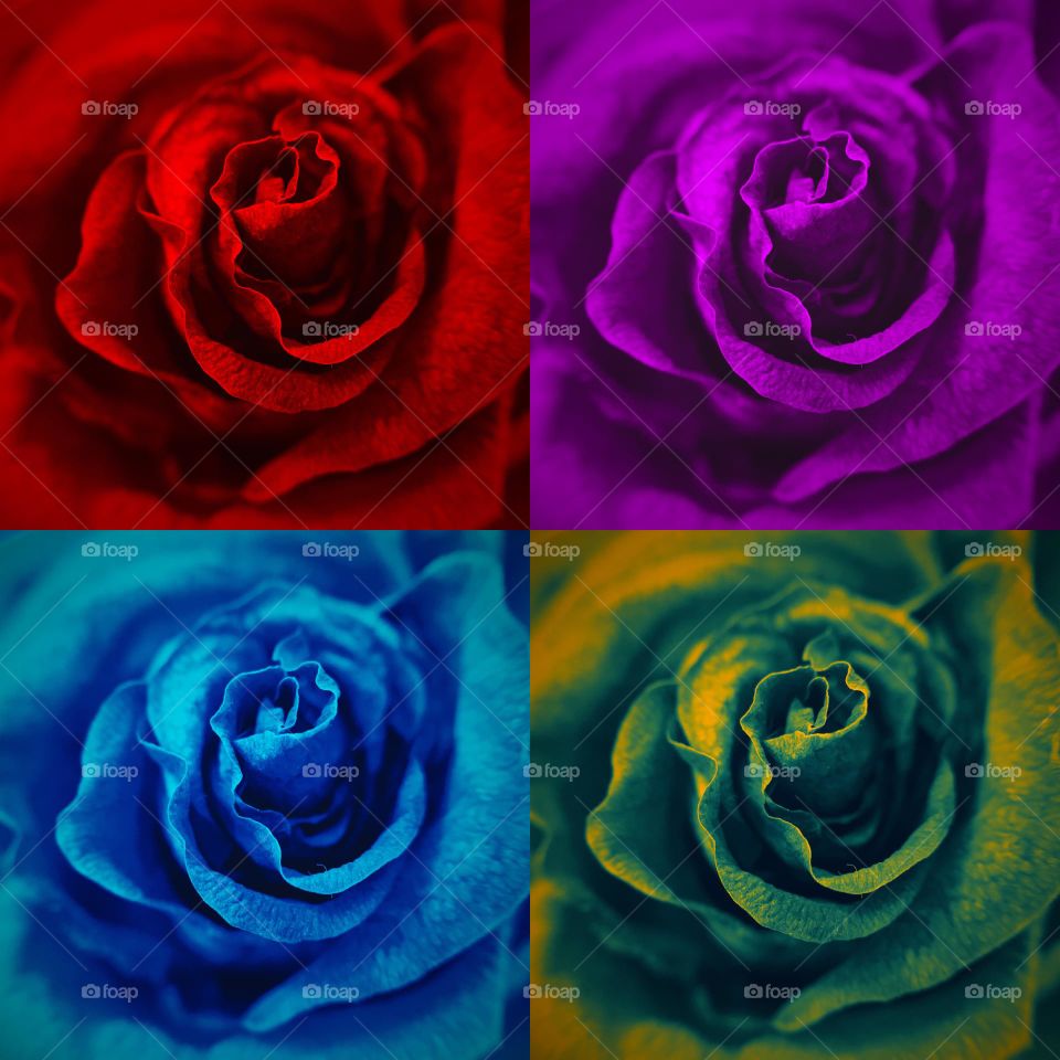 COLORED ROSES