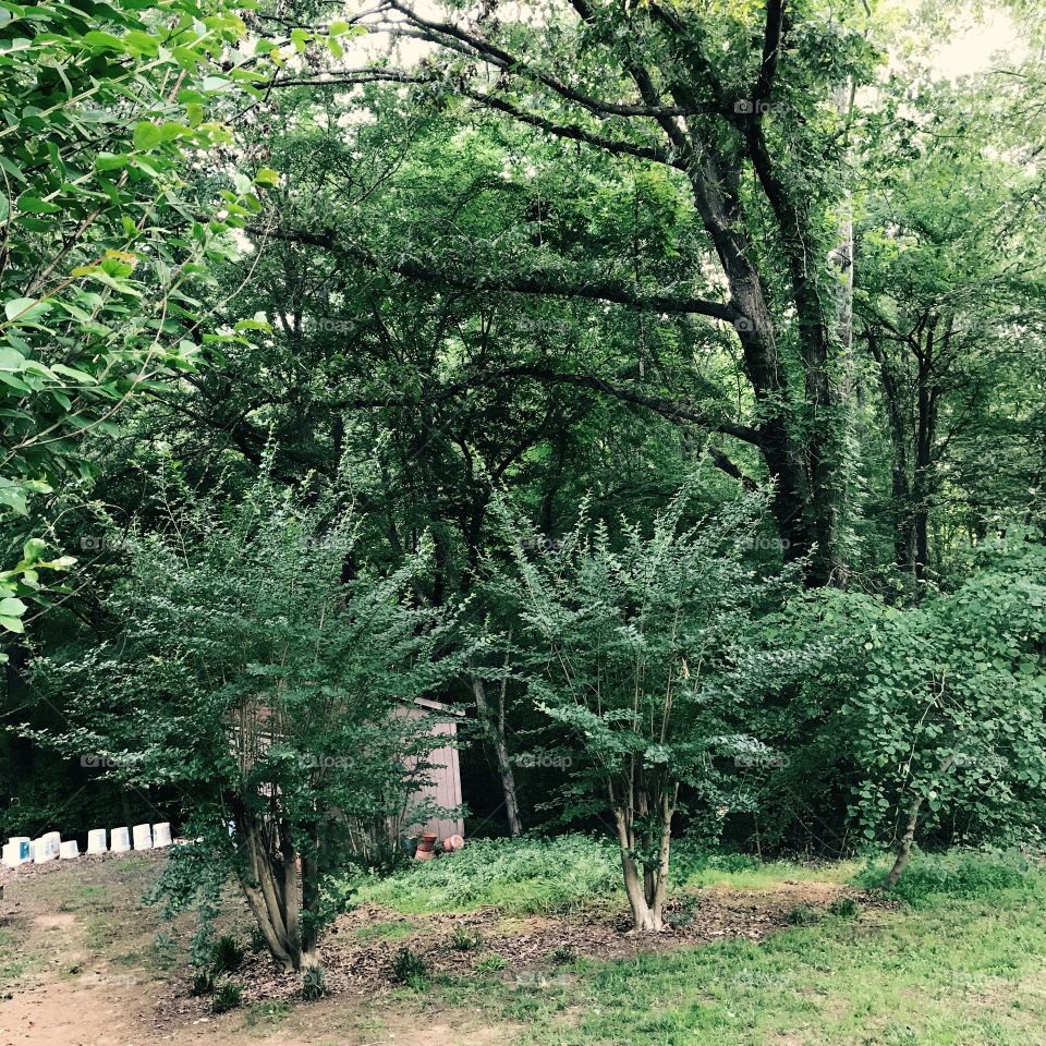 Some woods surrounding my grandmother's house.