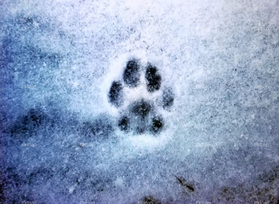 Cat footprint in the snow.🐾
