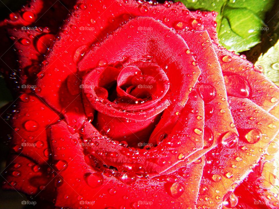 Beautiful red rose with raindrops