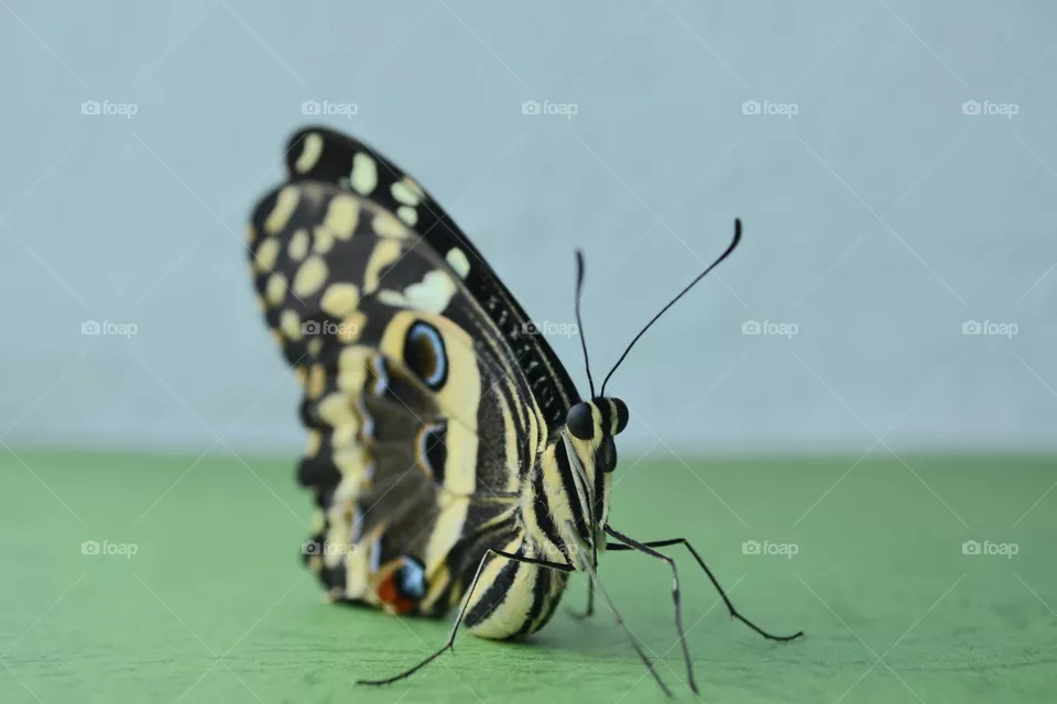 butterfly
