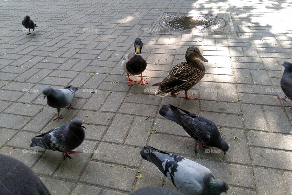 birds ducks and doves on a street pavement resting in the park