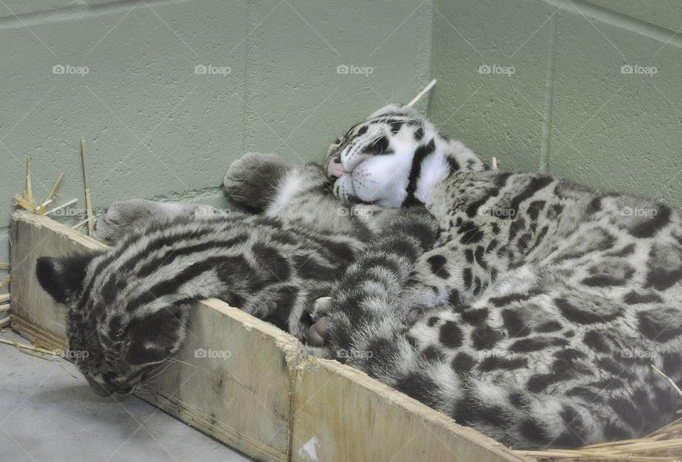 Clouded leopard babies napping.