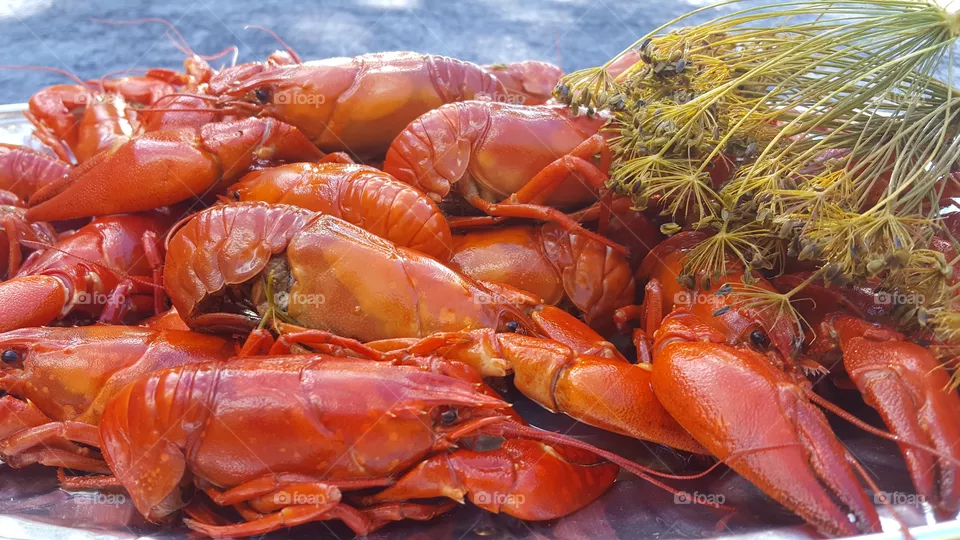Crayfish