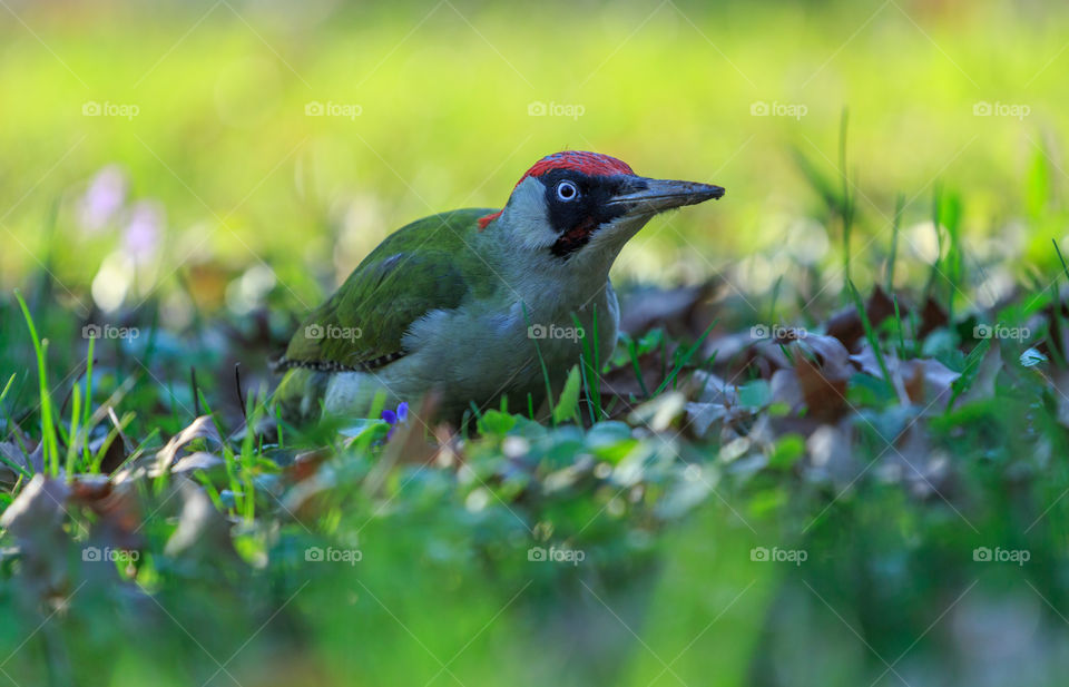 Green woodpecker staring