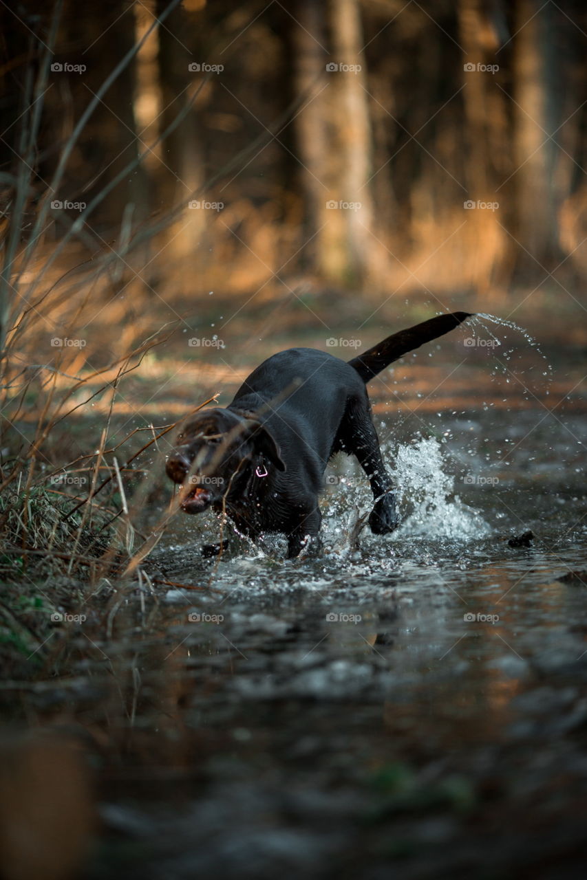 Funny brown Labrador dog in spring forest