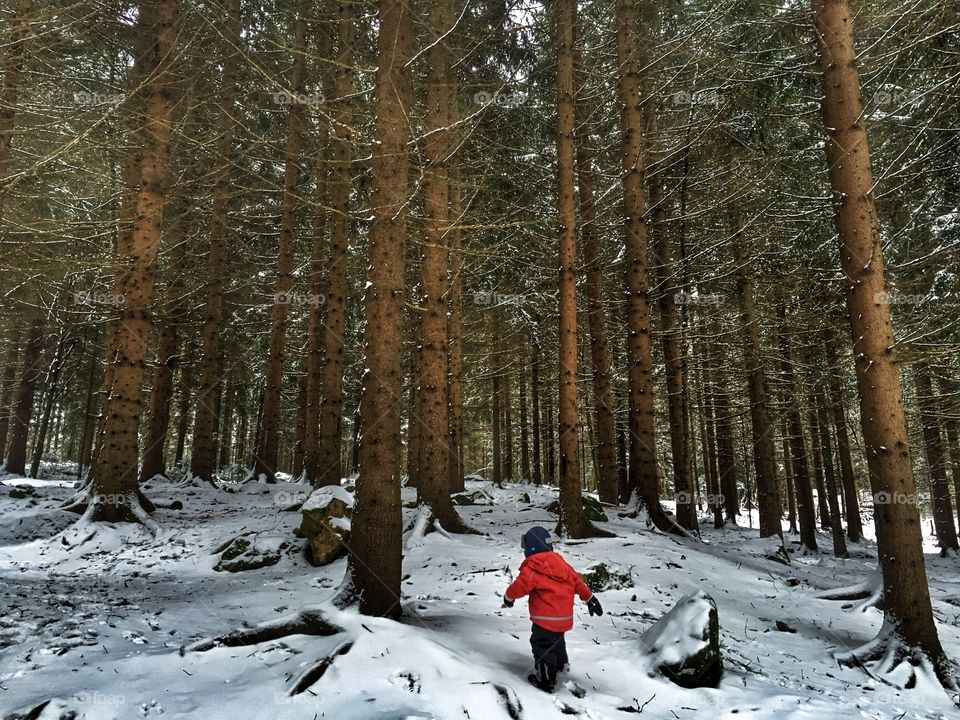 Winter Wood Walk