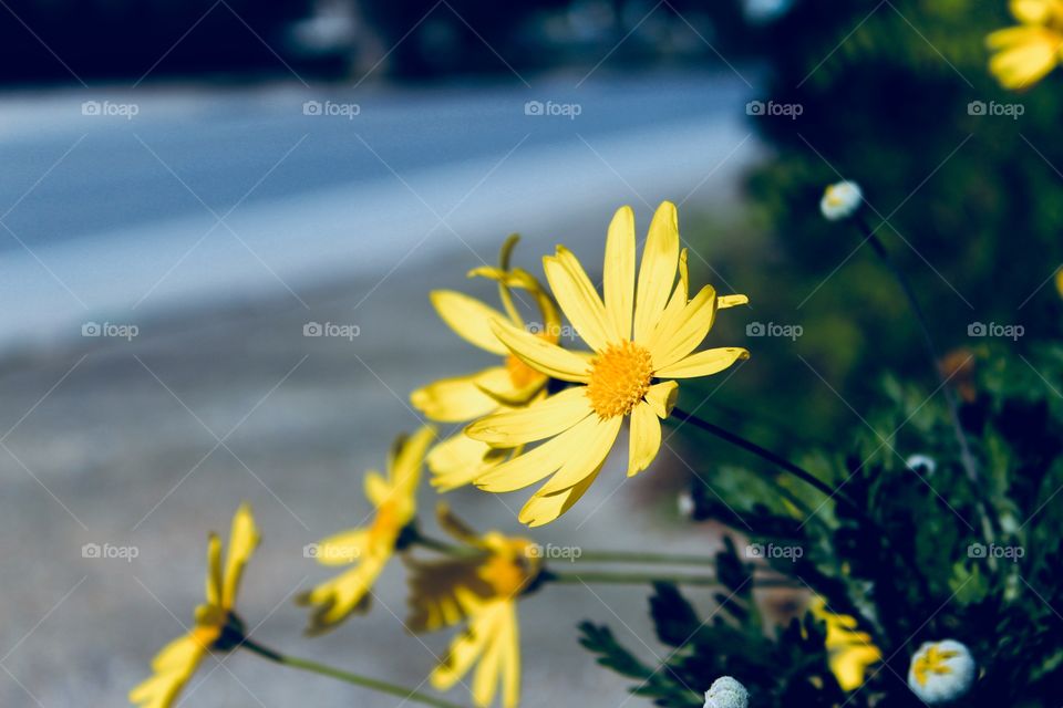 The Yellow Flower