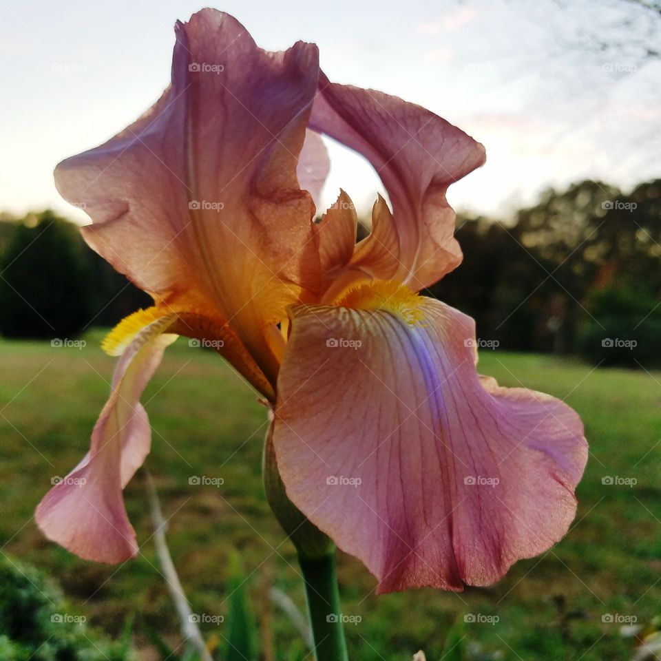 autumn beauty