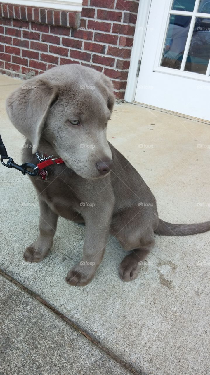 cute silver lab puppy