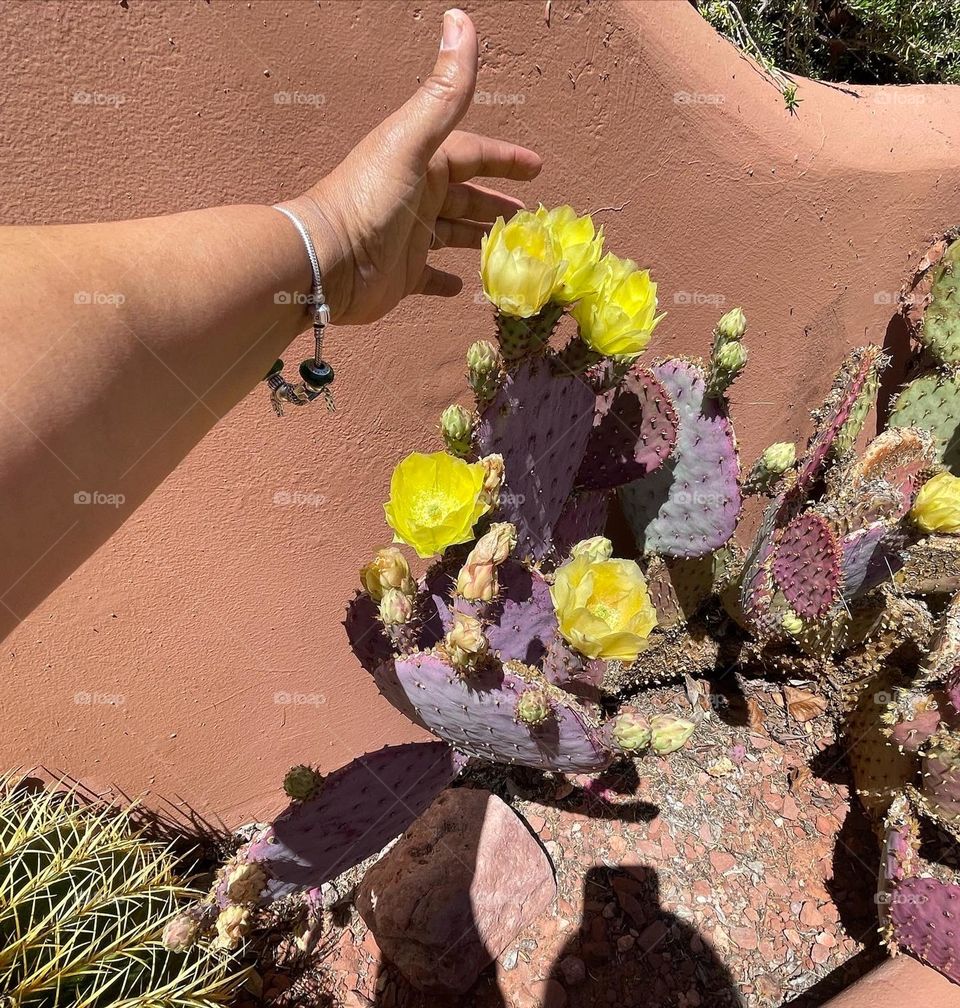 Increíble cactus 🌵