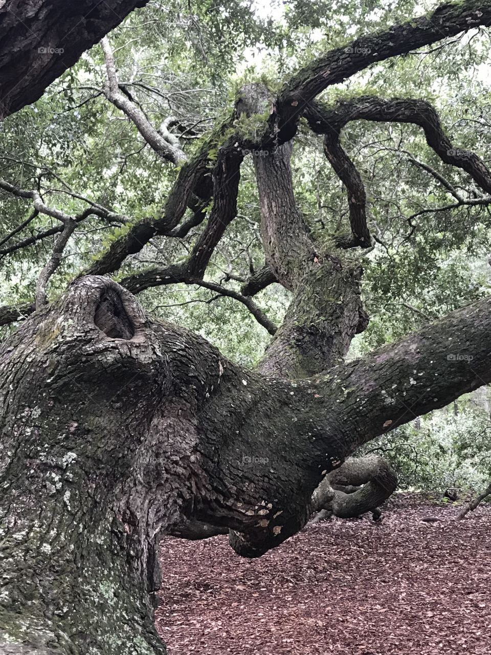Tree, Nature, Wood, No Person, Park