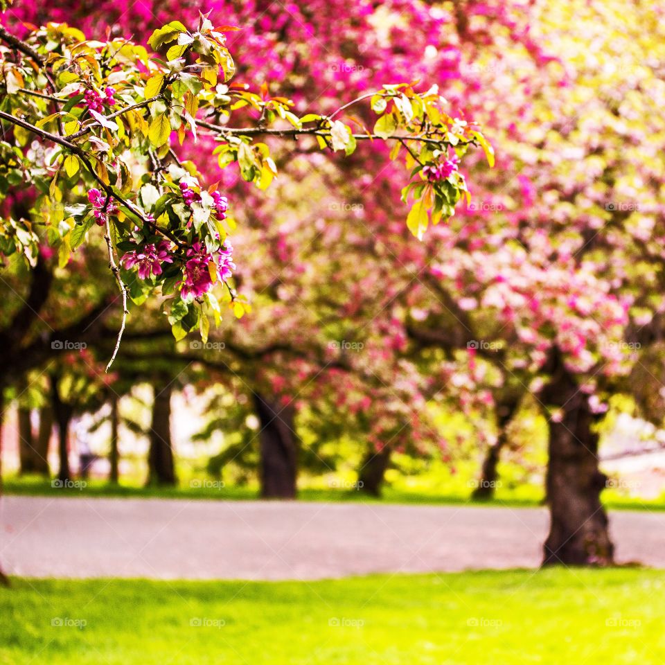 Trees in blossom