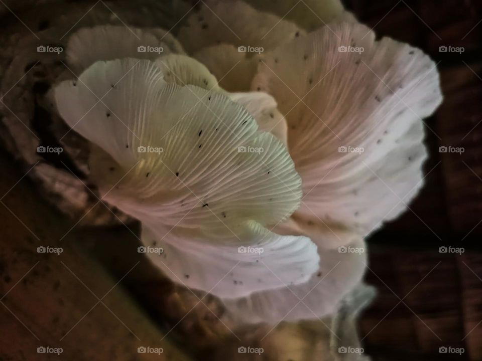 The bottom appearance or called lamella on the Pleurotus ostreatus mushroom, this mushroom is edible and tastes delicious