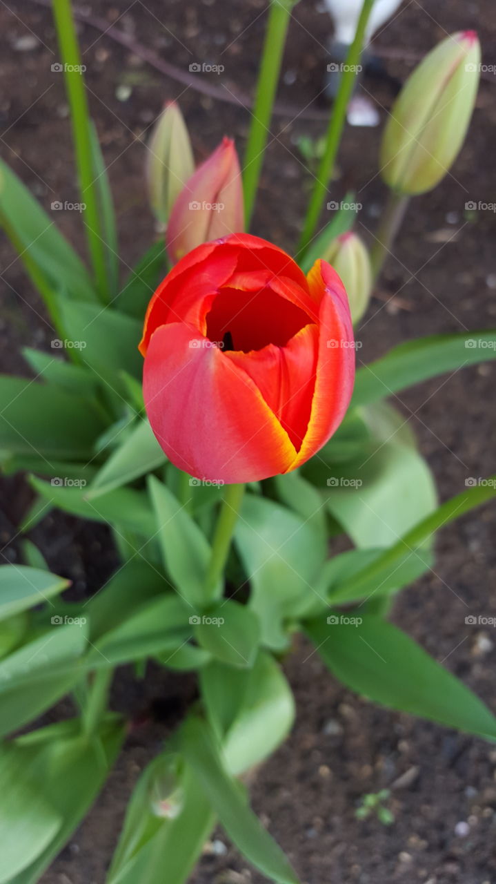 tulip