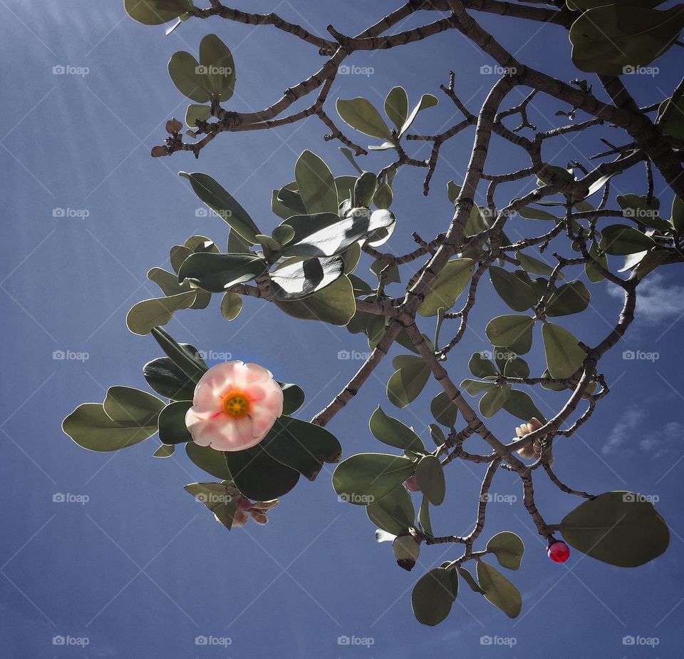 Clusia rosea (Autograph tree) short-lived pink blossom against a blue sky