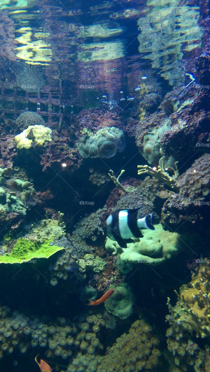 Underwater, Fish, Coral, Reef, Water