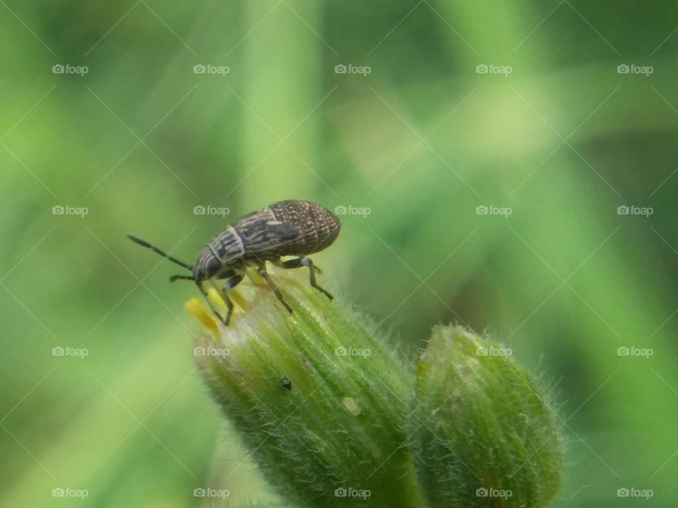 Beetle on Flower Bud