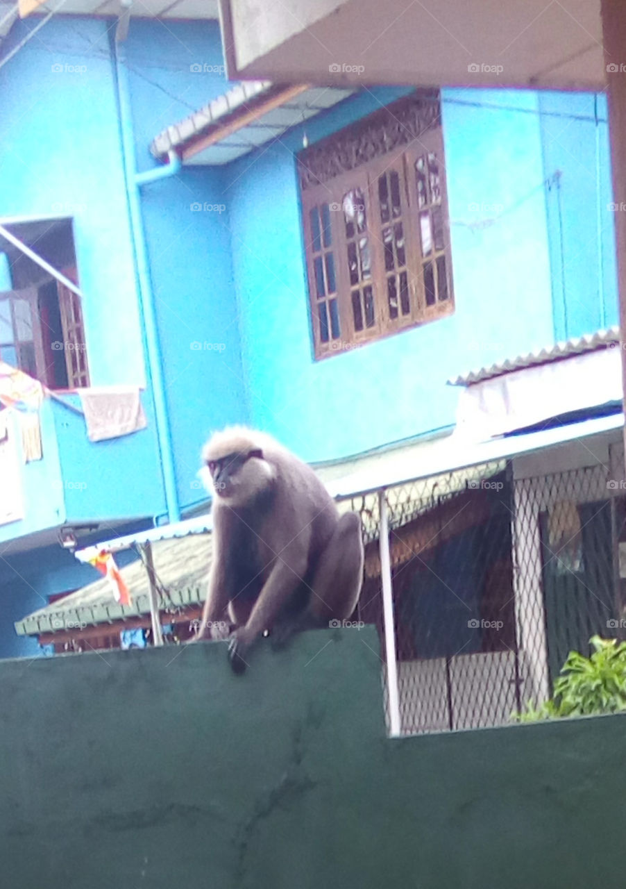 Monkey on the wall