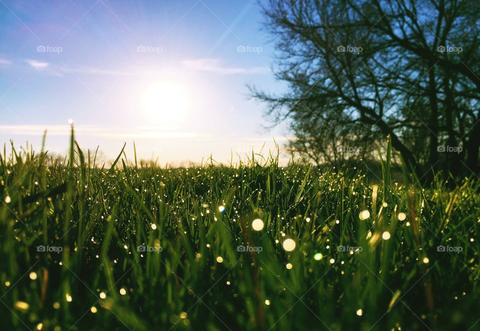 Minimalistic Snaps - dew on the grass