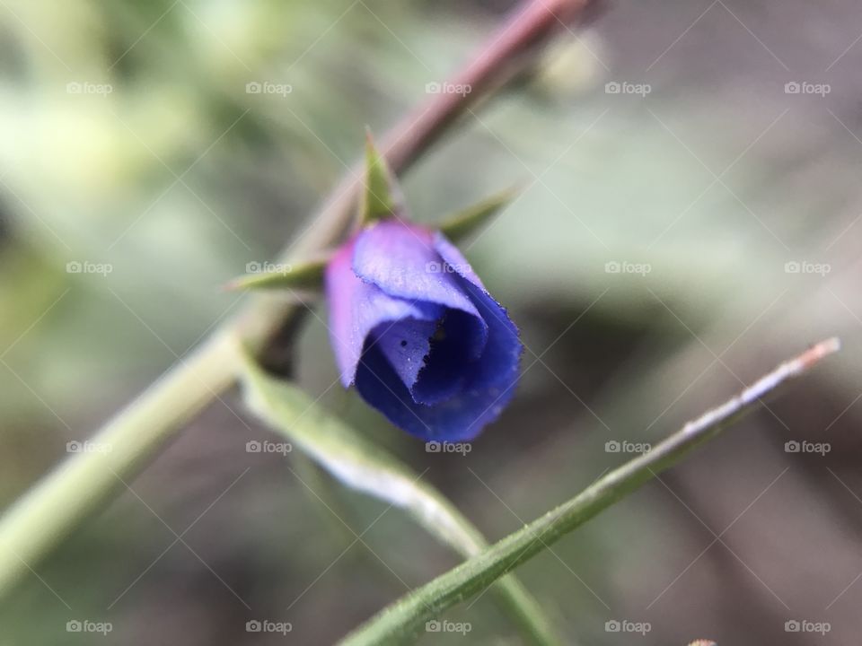 Natural gradient flower purple