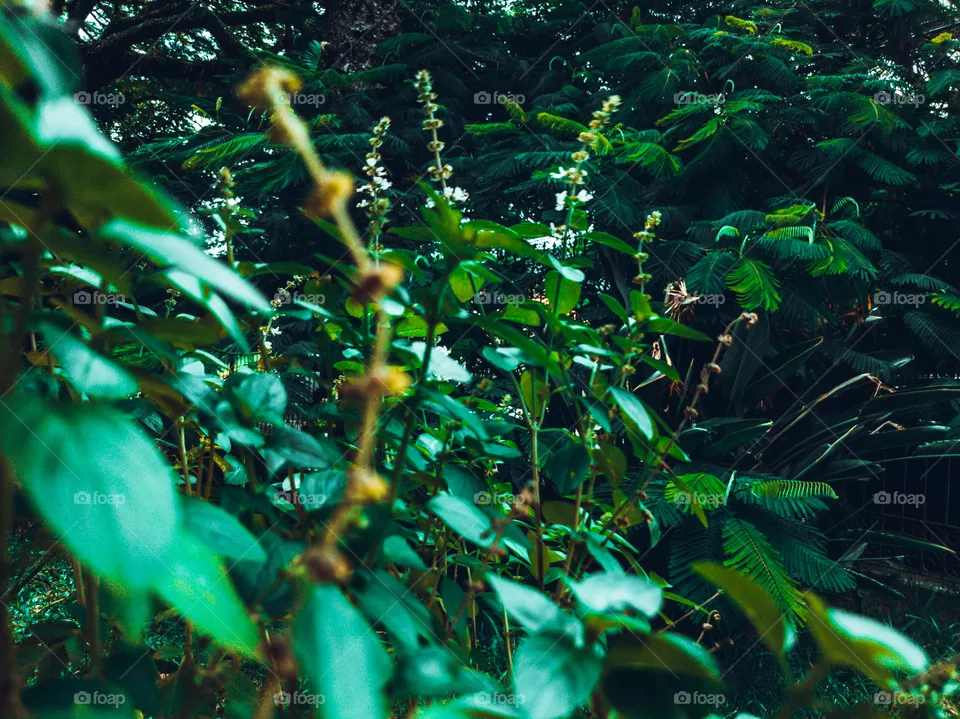 Green Air