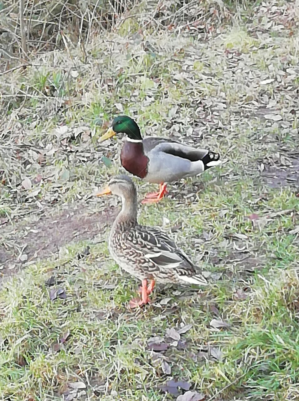 Two ducks 🦆