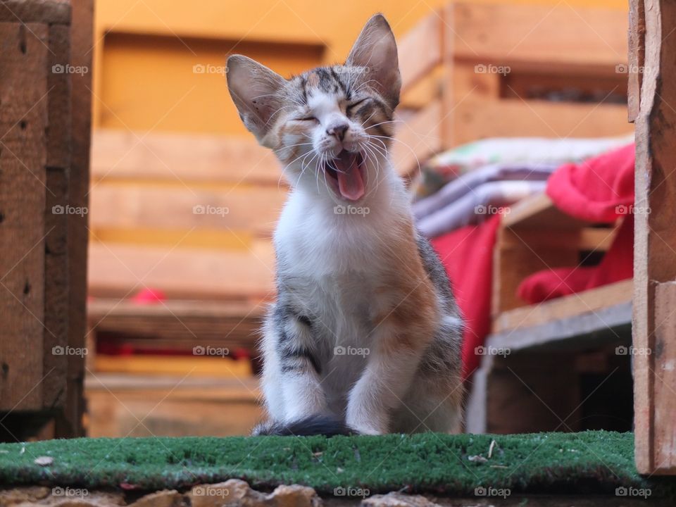 Cute meowing cat in morocco