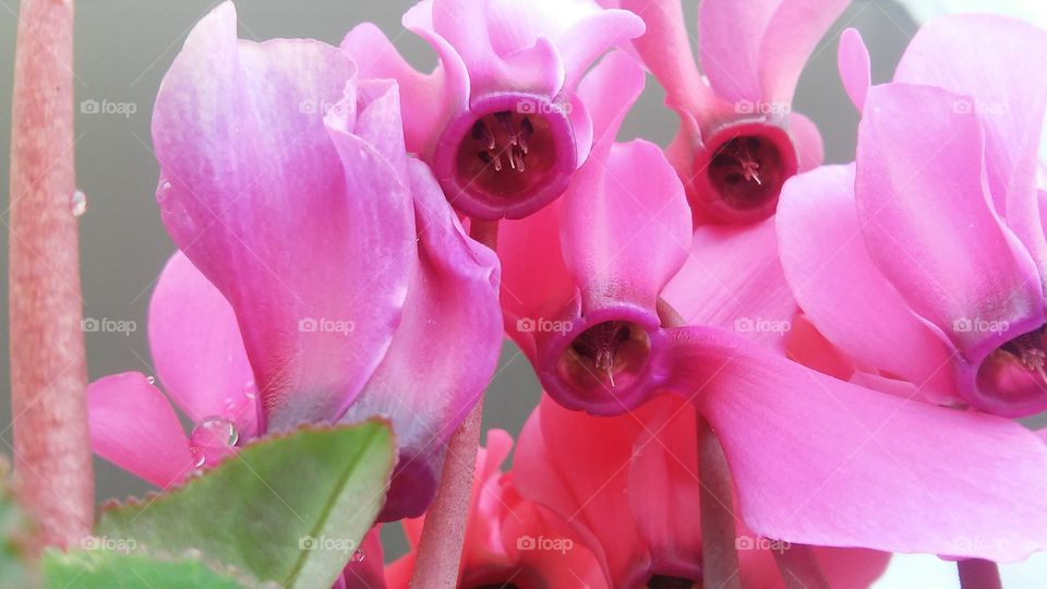 cyclamen