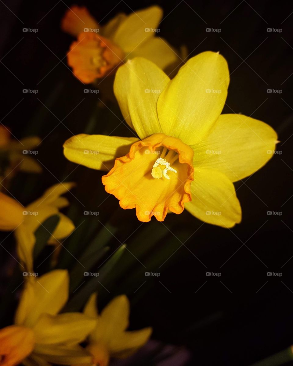Tall yellow daffodil flower