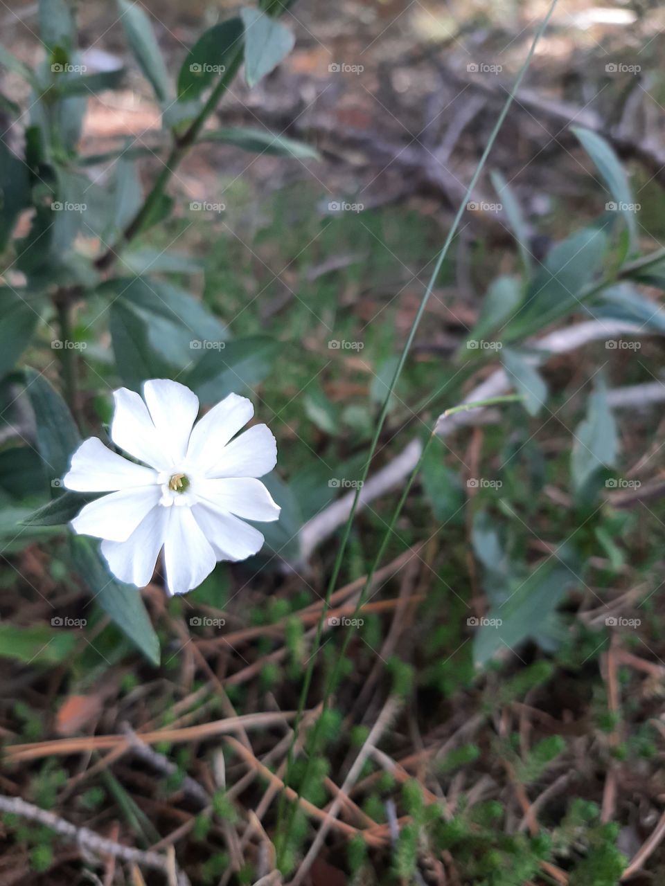 white flower in the forest