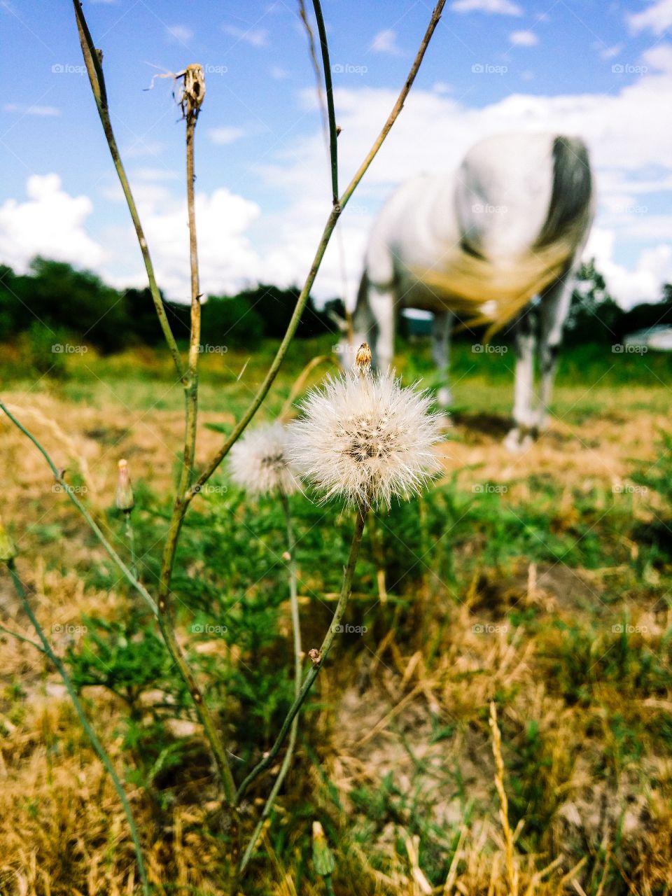 Dandelions with a gray horse in the background in summer glorious mother nature