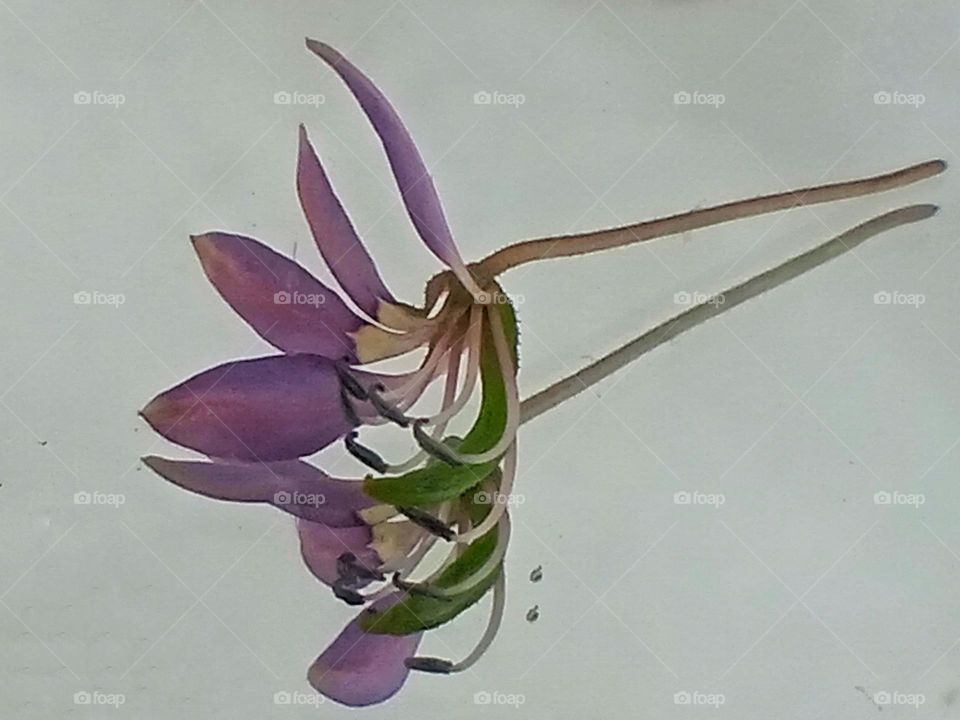 Welcome My February 💜