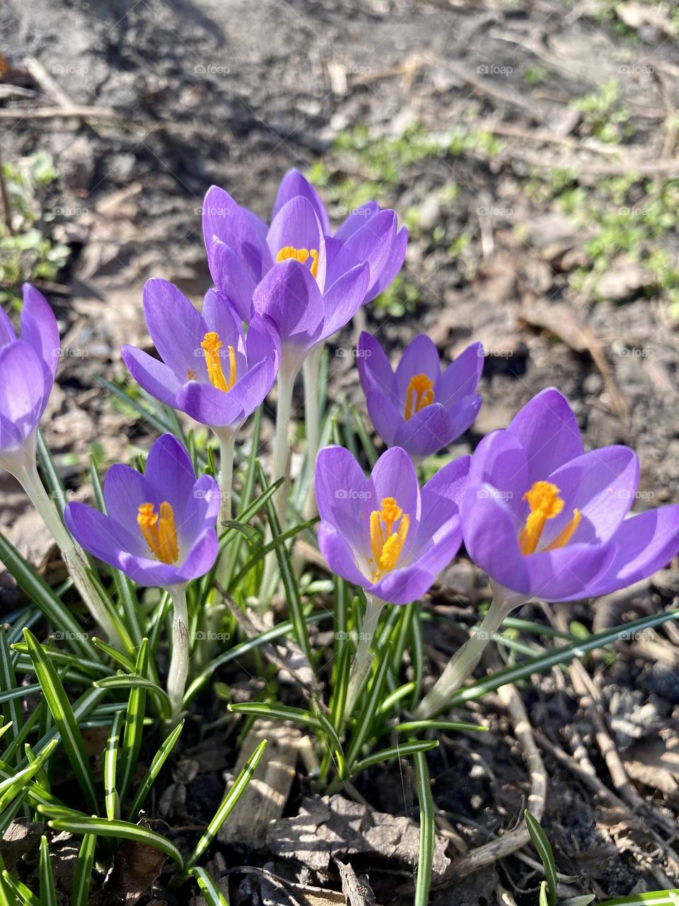 Blooming spring 🌸