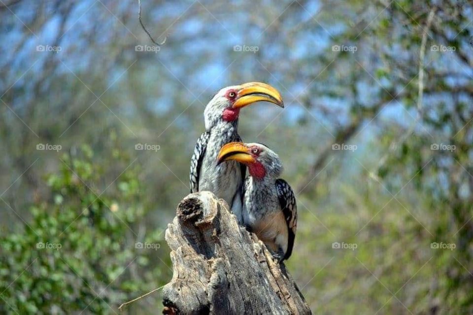 sunny day in the wild