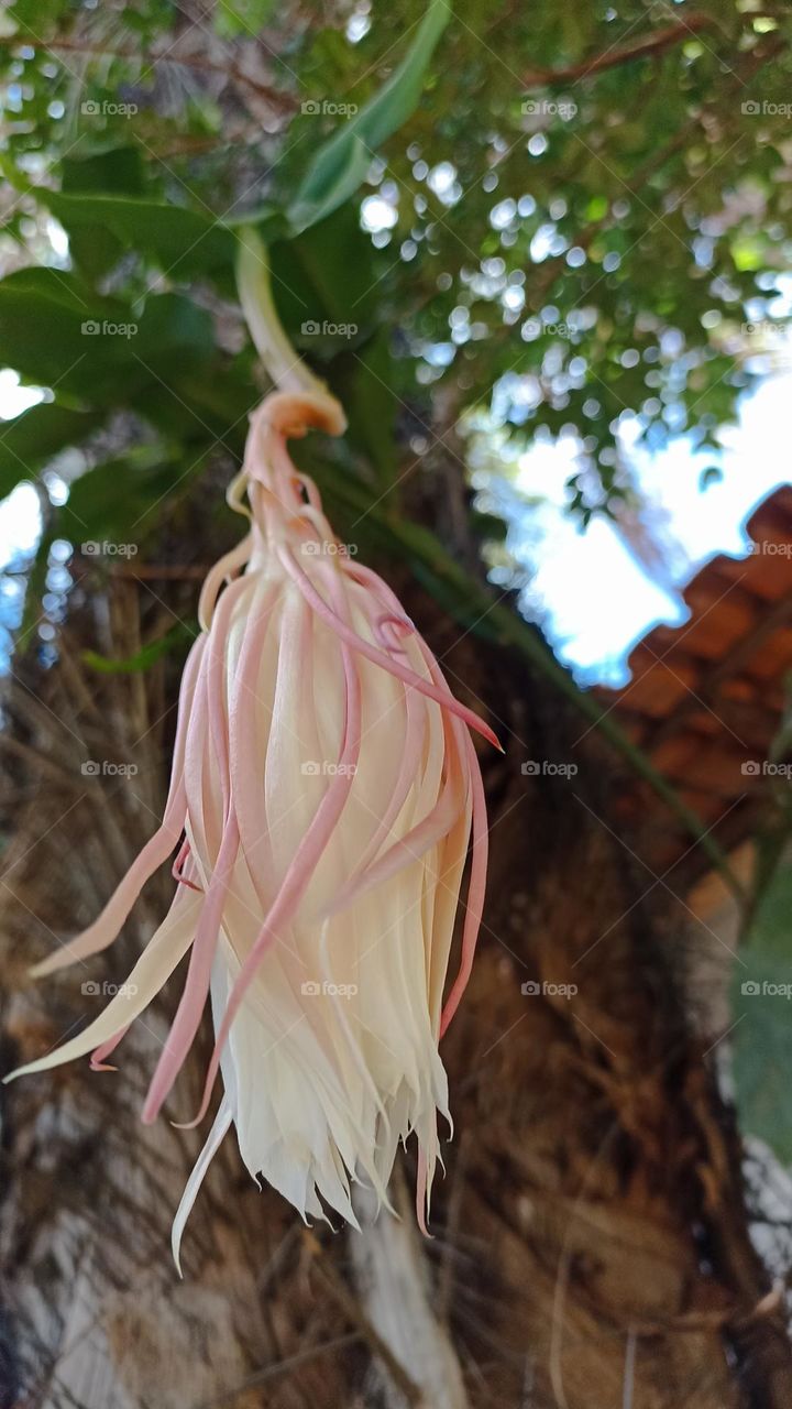 Lady of the night flower in bud