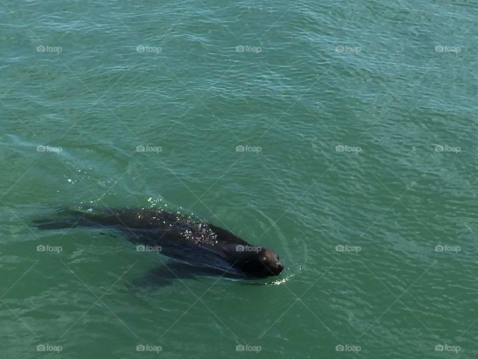 seal swims in water