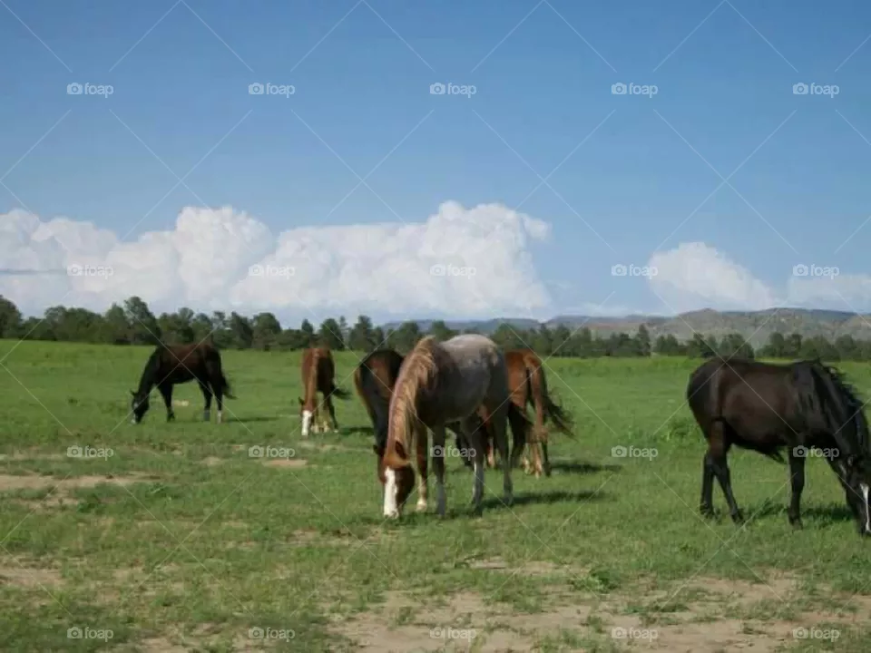 Horses