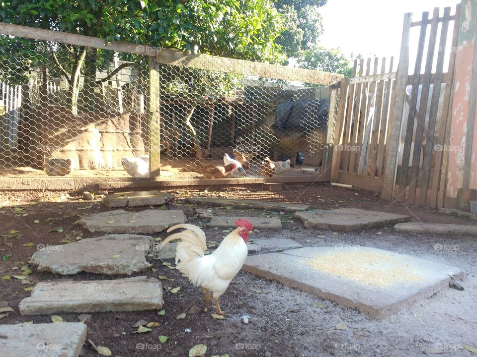Cock and chickens