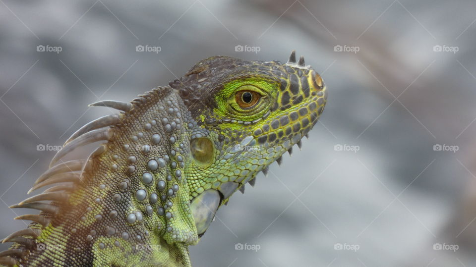 iguana face