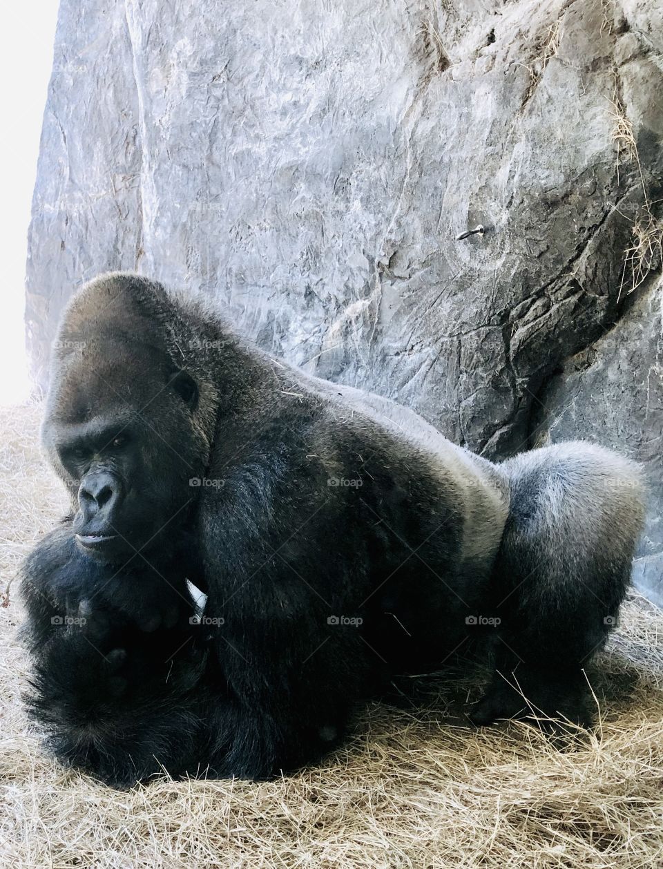 Gorilla in deep thought 