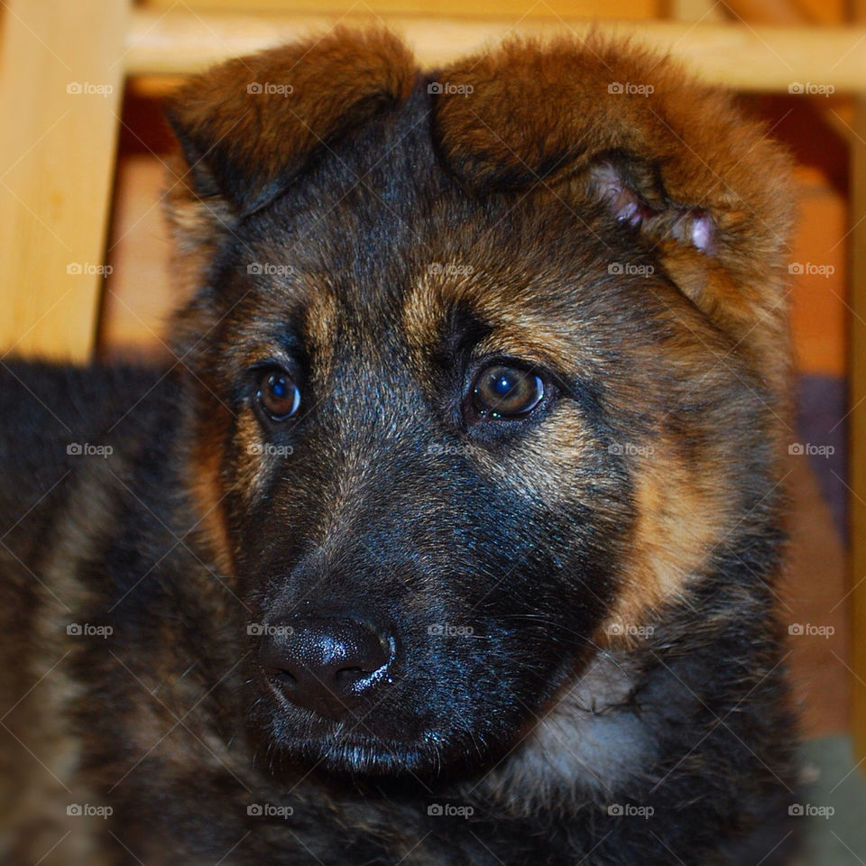 Baby German Shepard
