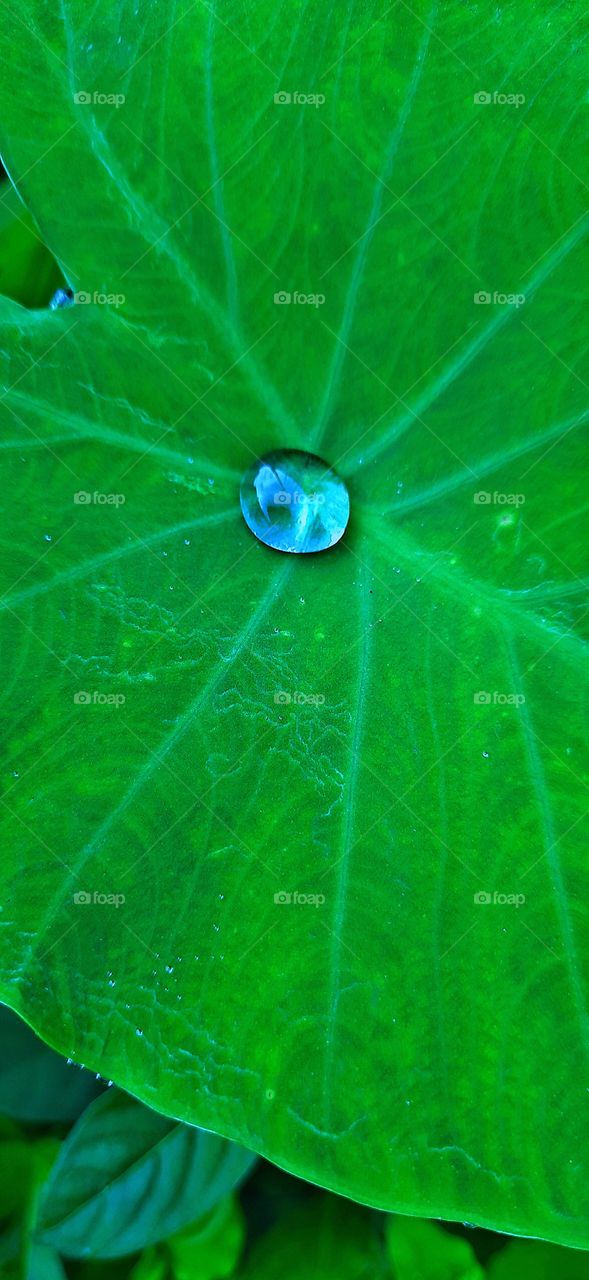 Happiness is watching my plants Grow