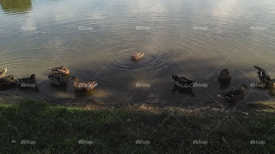 Ducks relaxing in the Lake, Nature is beautiful.