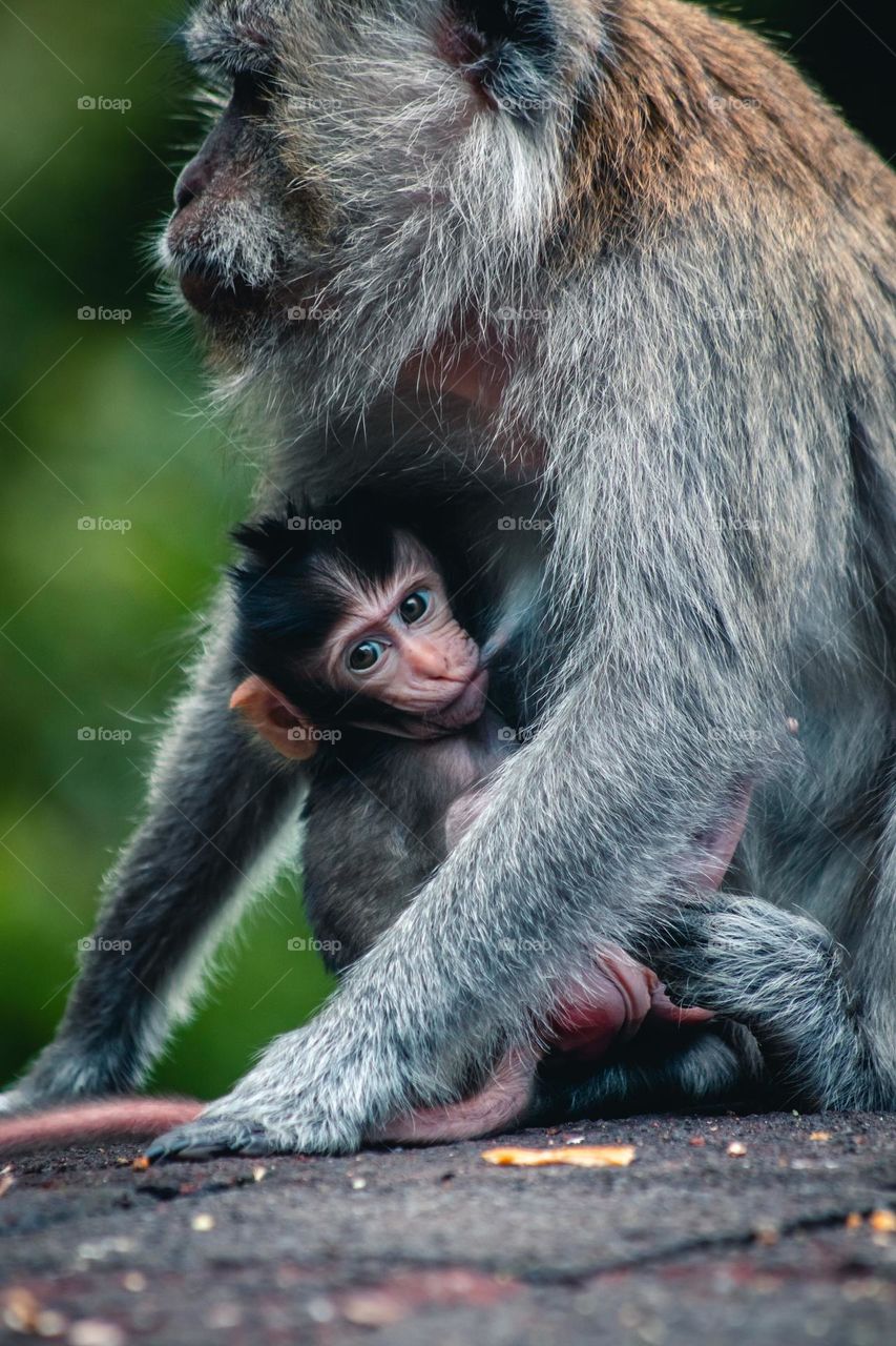 Baby monkey with its mother 