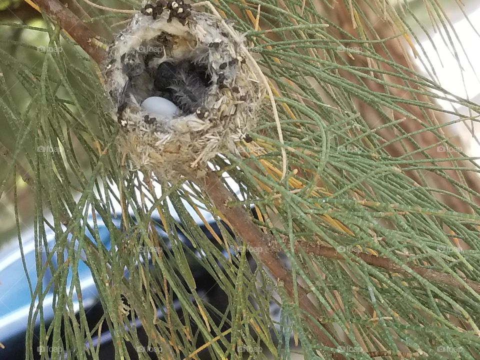 Bird's Nest in Pine Tree